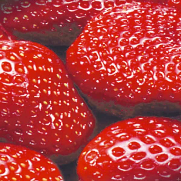 Bio Erdbeeren Jütro Tiefkühlkost
